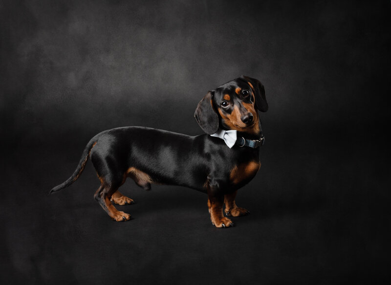 Black Dachshund Dog stnding from the side with a light blue bowtie