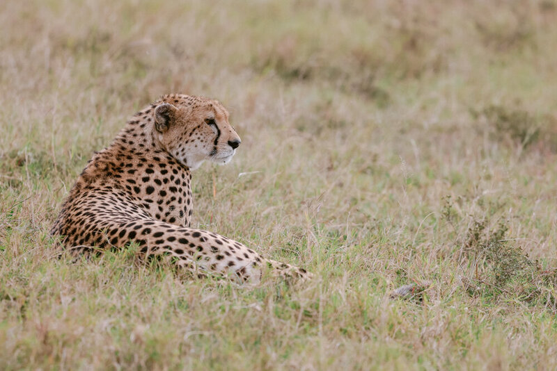 safariedited-549