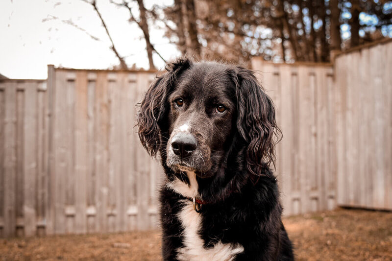 Oshawa photographer's puppy