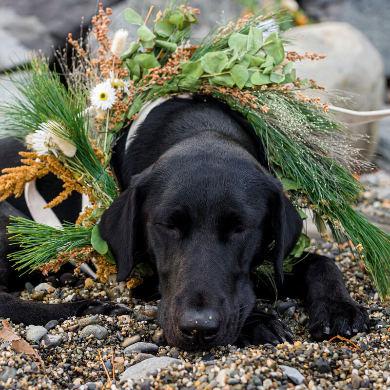 Wedding dog adorned with a floral collar inspired by Maine, showcasing unique wedding details.