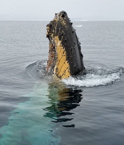 Townsend Majors' photograph of a humpback whale in Antarctica