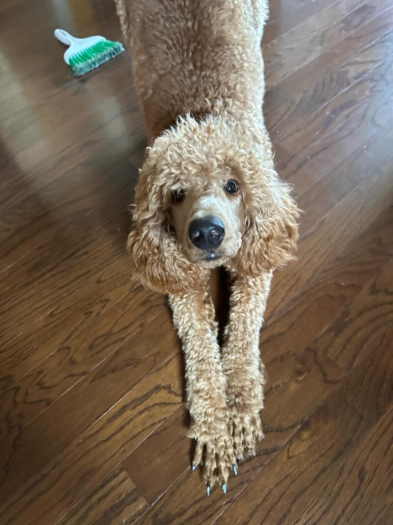 Second Lucy almost 1