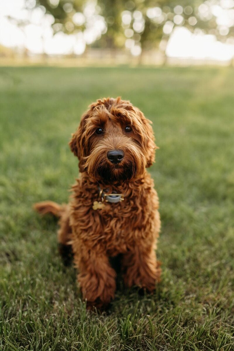 Cream Australian Labradoodle Phoebe