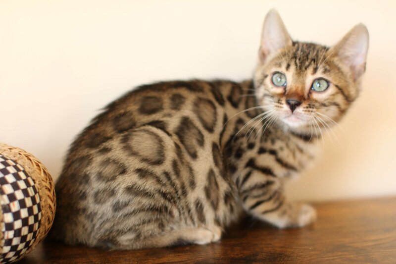 Diva x Bronco_Purple_4