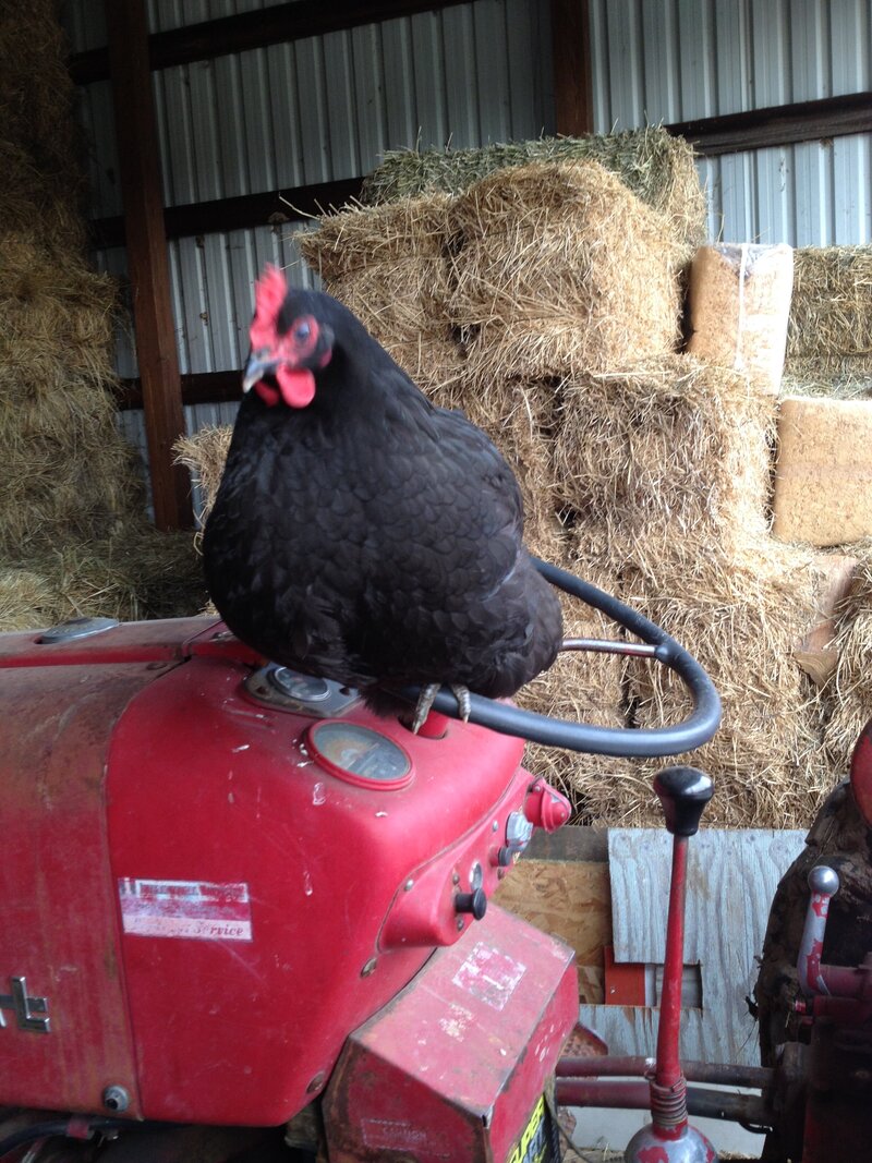 hen-sits-on-tractor