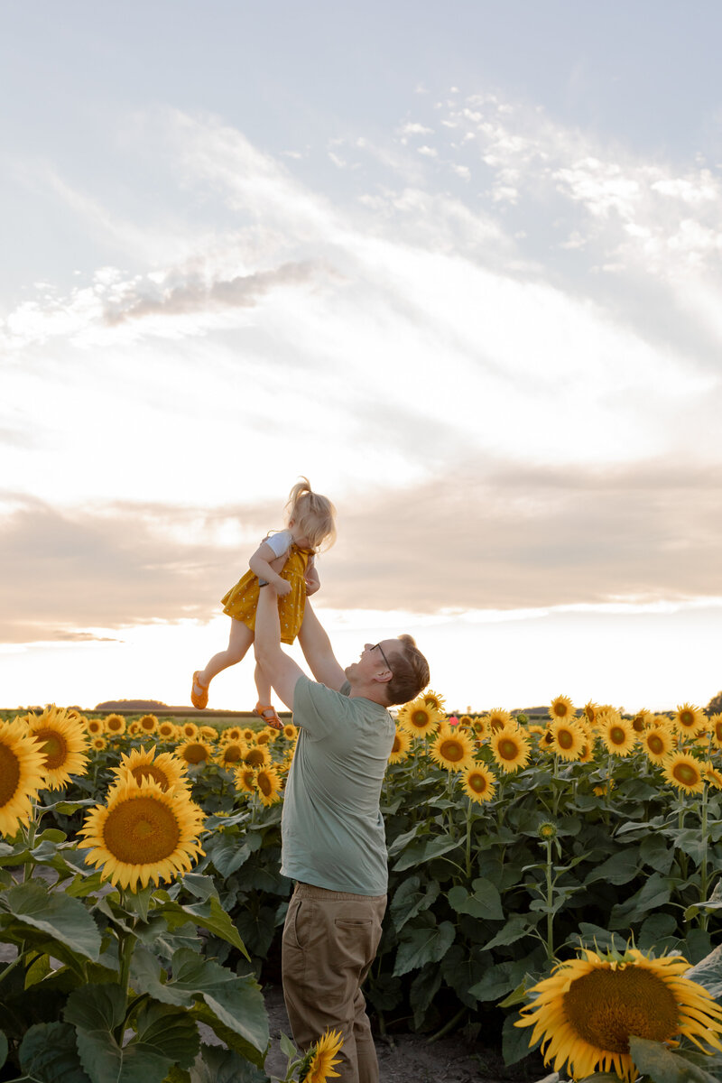 father tosses toddler girl into the air during golden hour at the sunflower field at gust produce and flower farm in ottawa lake michigan