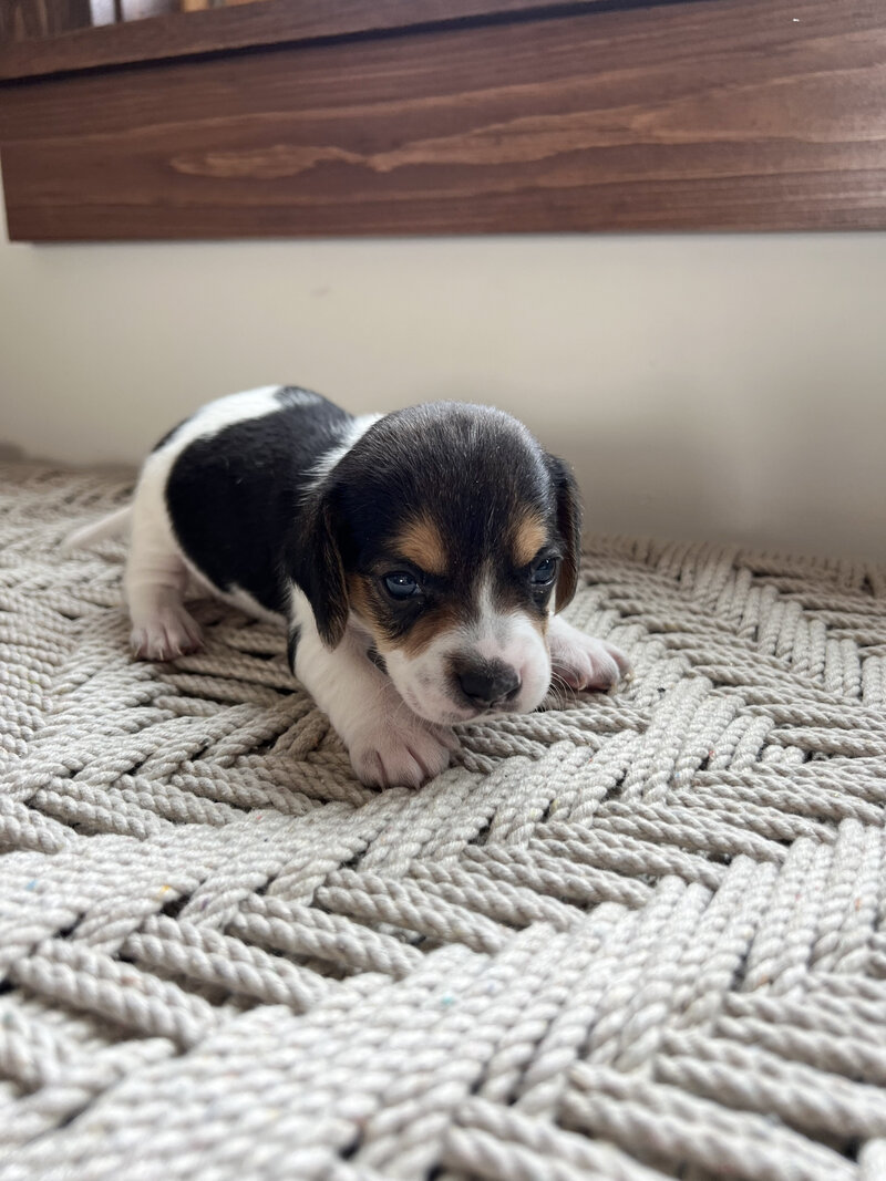 Pocket Beagle Puppies For Sale