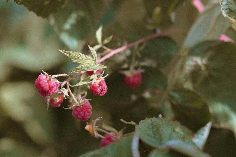 family-photography-boston-harvard-berry picking-1