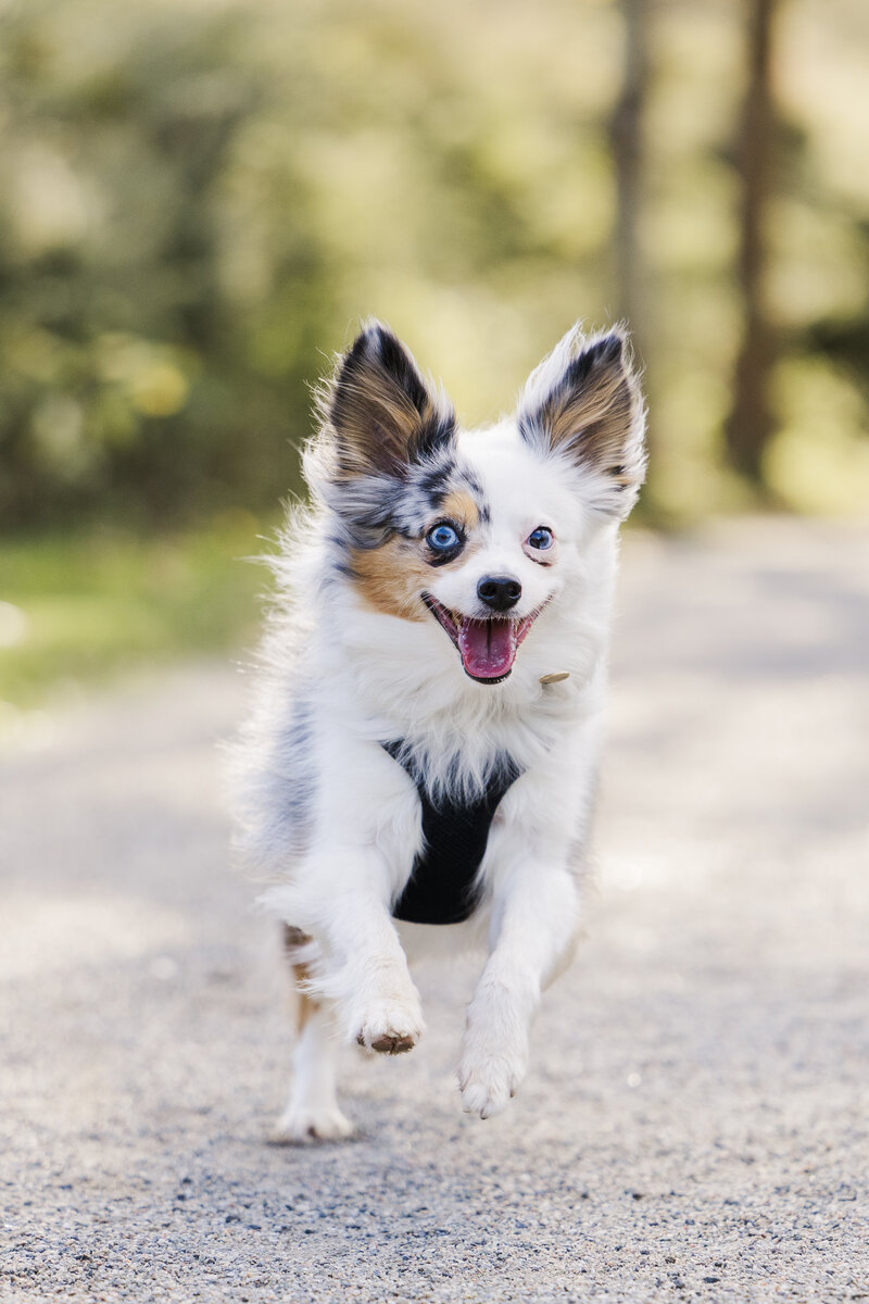 Hudson Valley pet photography with authentic connection and low stress, easygoing sessions