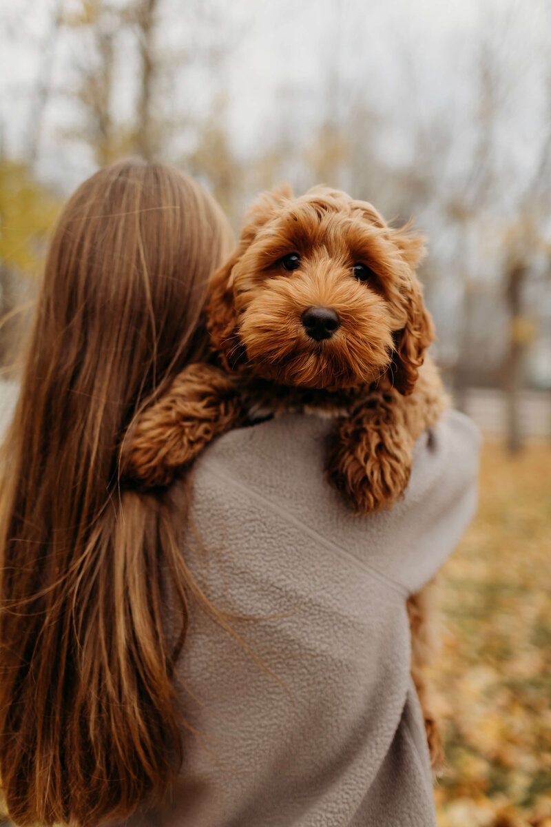 Puppies For Sale in Vancouver BC