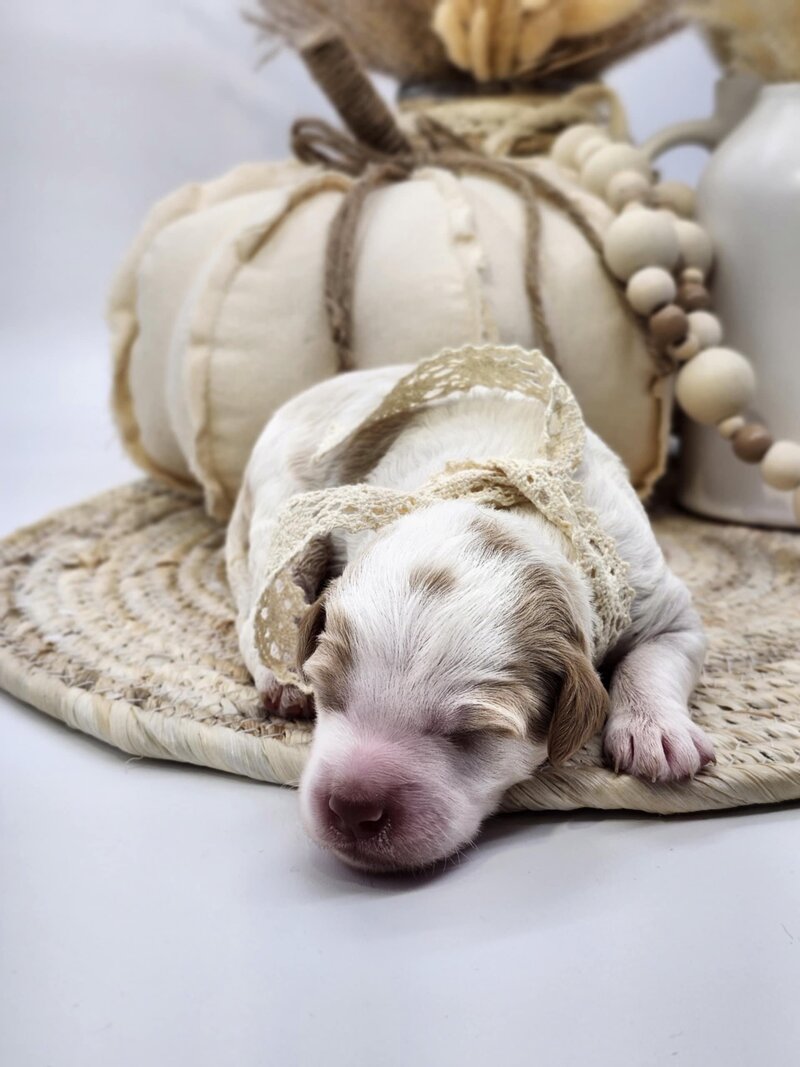 1a7f0711-3de2-4a26-8a5e-c7fd4ba3194c