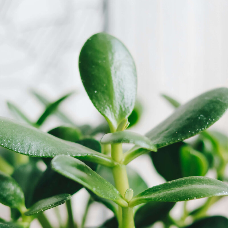 Jade Plant Close Up