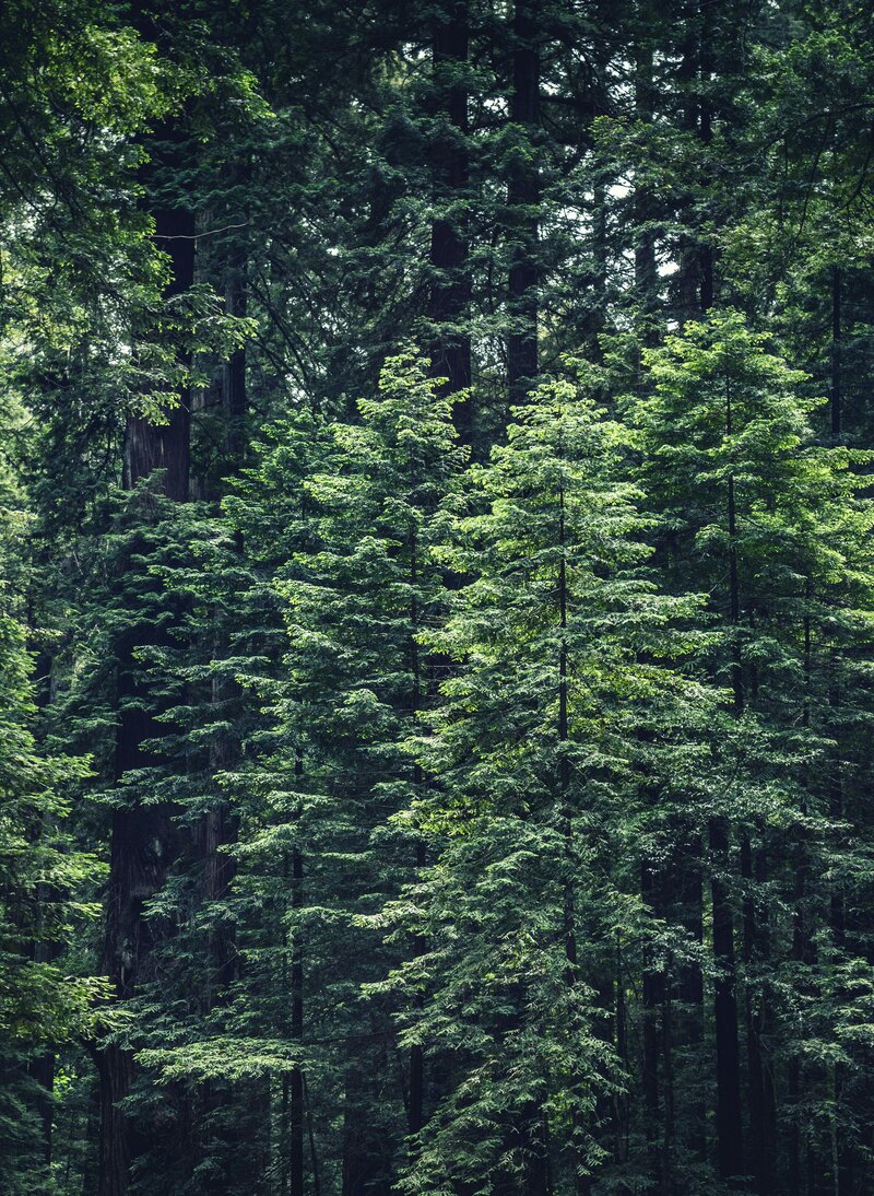 Thick forest of healthy grown trees