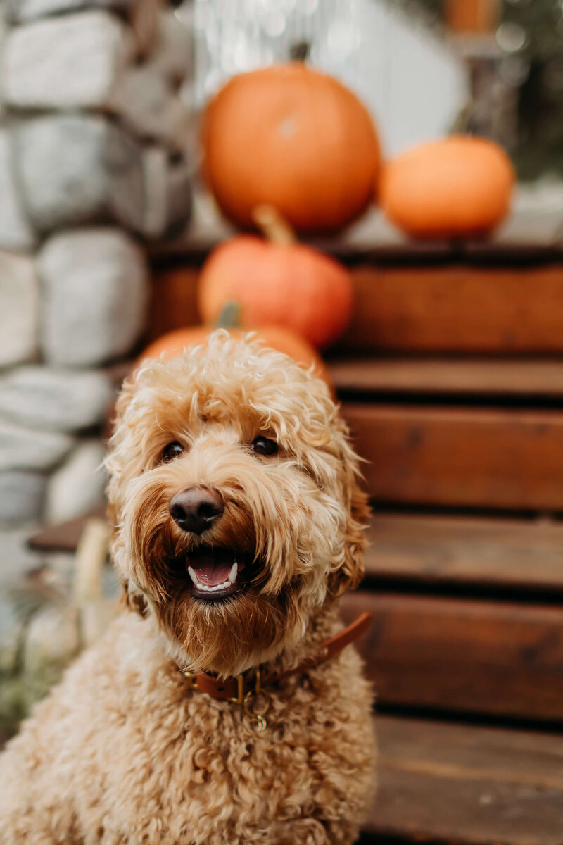 Cream Australian Labradoodle Phoebe