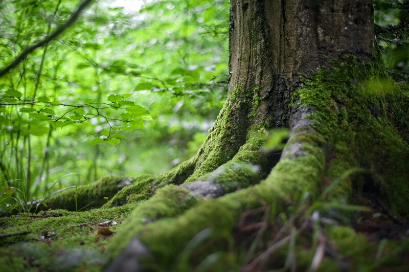 Racines d'arbre