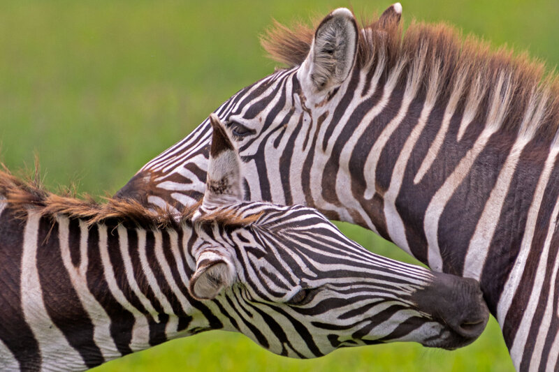 africa_zebras