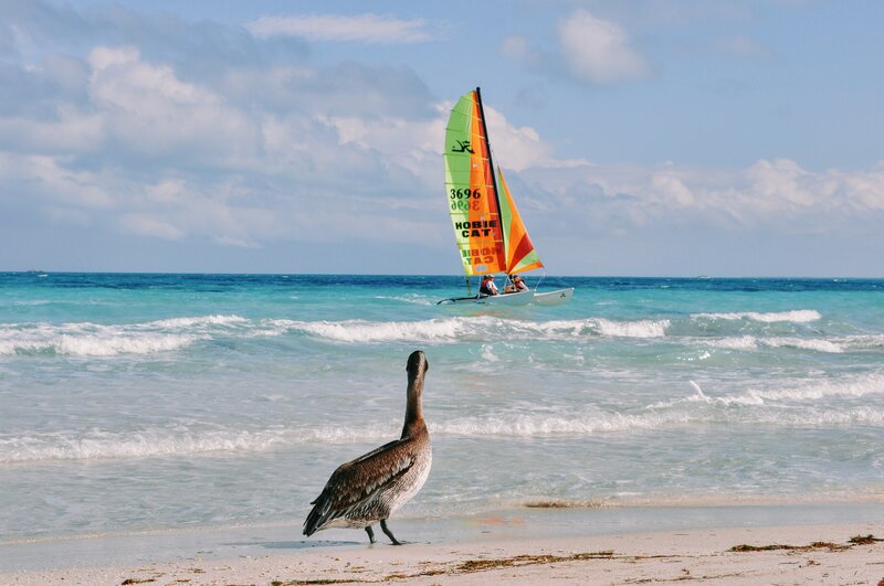 sailboat passing bird on beach