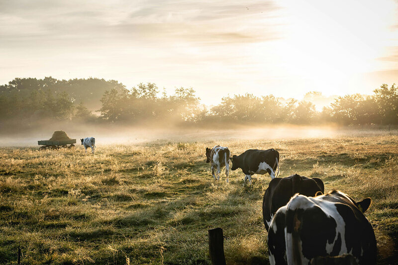 Bovine Services Cattle Herd Health