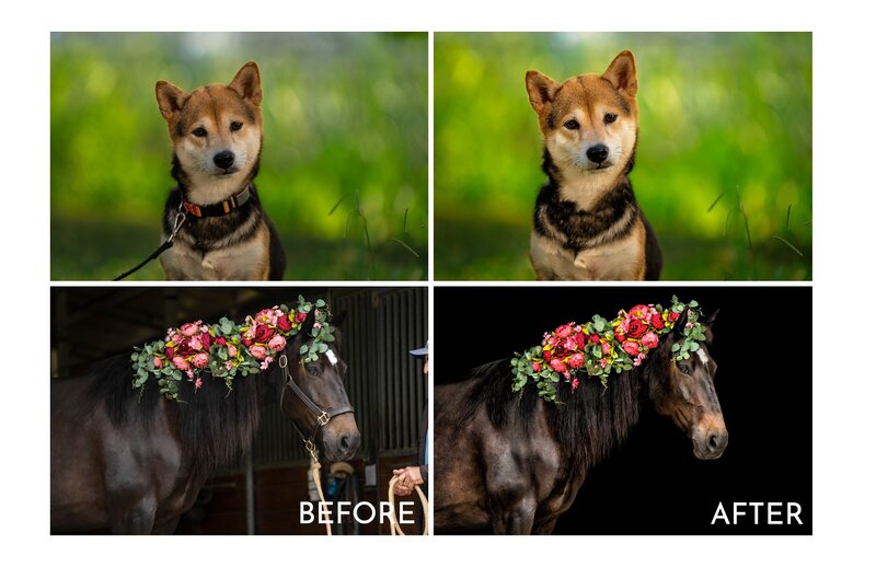 Before and after image depicting professional pet photography editing to remove leashes and halters.