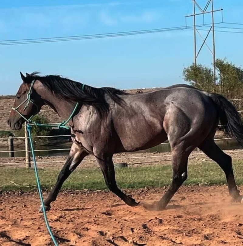 Trippin' on Fame Stallion listing1