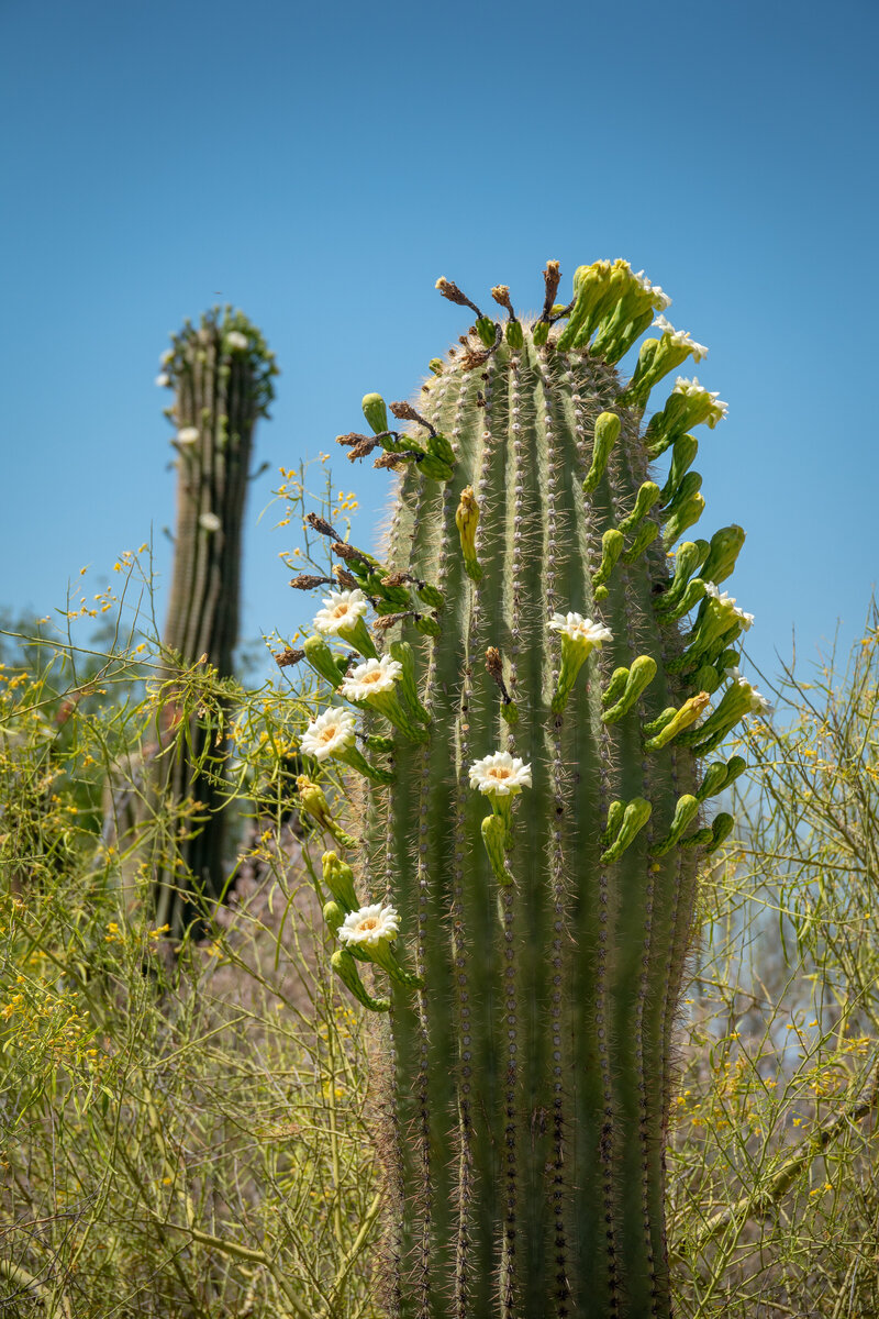 Saguaro with Flowers