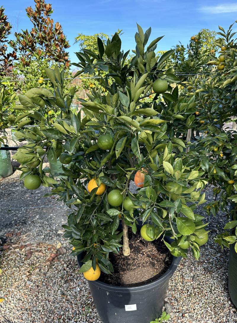 Citrus sinensis - Mature Orange Washington Navel