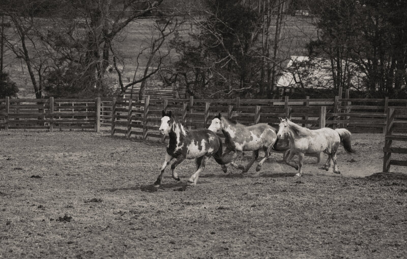 Lazy G Bison Ranch Western Branding Session (31 of 62)