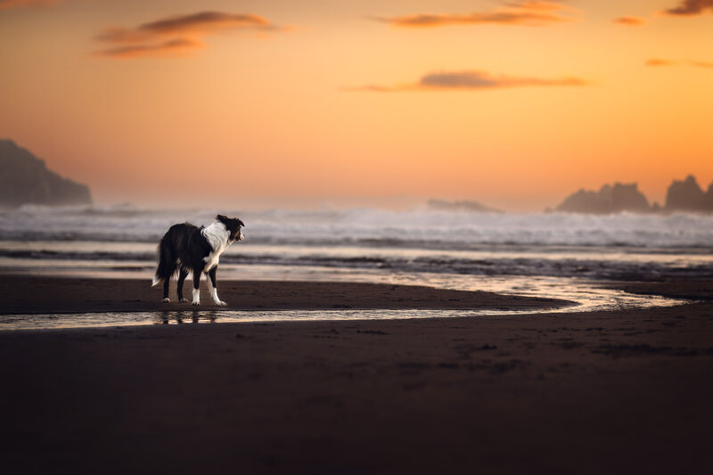 Professional Outdoor Dog Photography | Vancouver Pets Through the Lens Photography