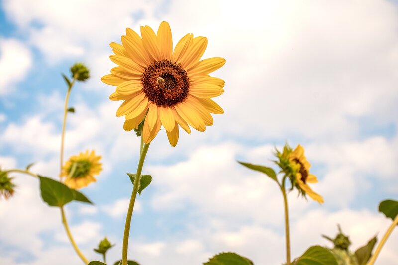 Picture of sunflower in bloom