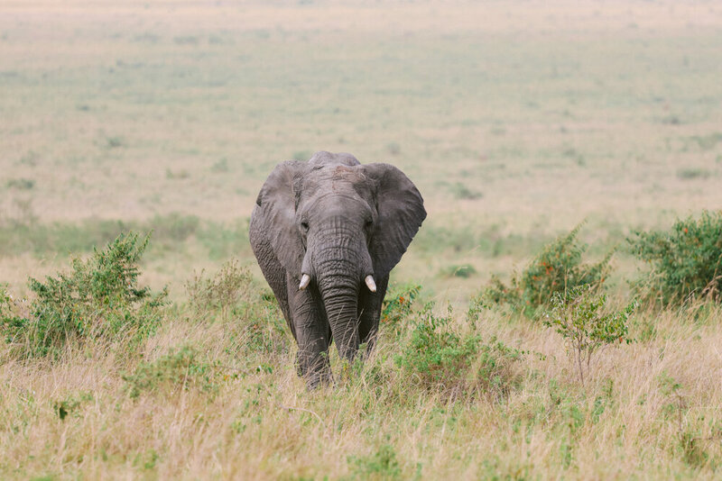 safariedited-487