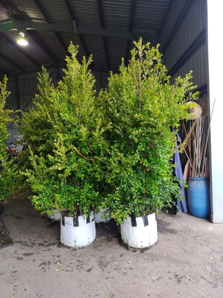 SYZYGIUM AUSTRALE RESILIENCE - Lilly Pilly