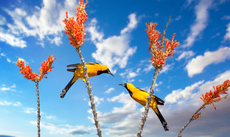 Oriole-Composite-2