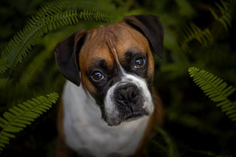 lilla-bordas-portraits-tampa-DOG-photographer1455_1