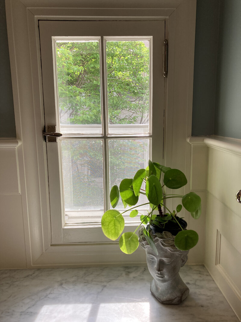 Plant in vase by a window in a Minneapolis vintage home
