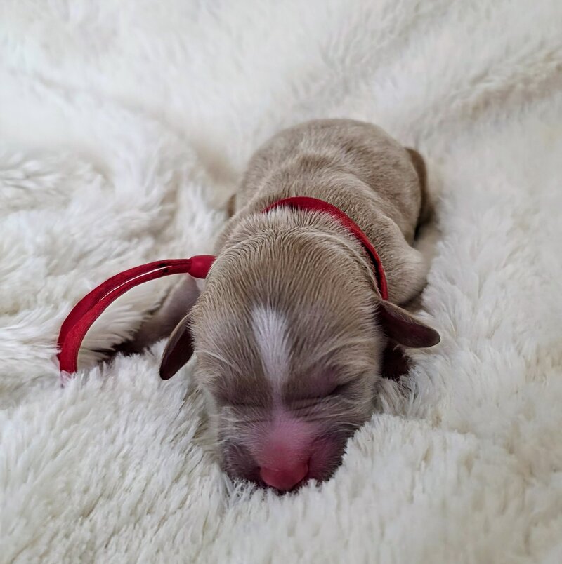 female red tuxedo Cavapoo 
