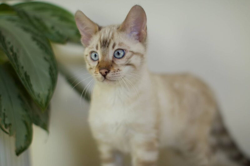 Snowy-male from Savannah x Benny2