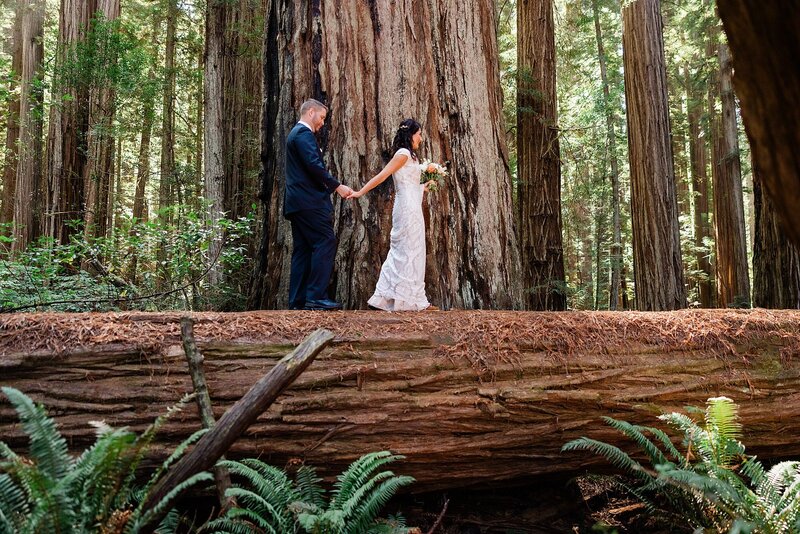 A bride and groom walks across a giant fallen log in the Redwood forest.