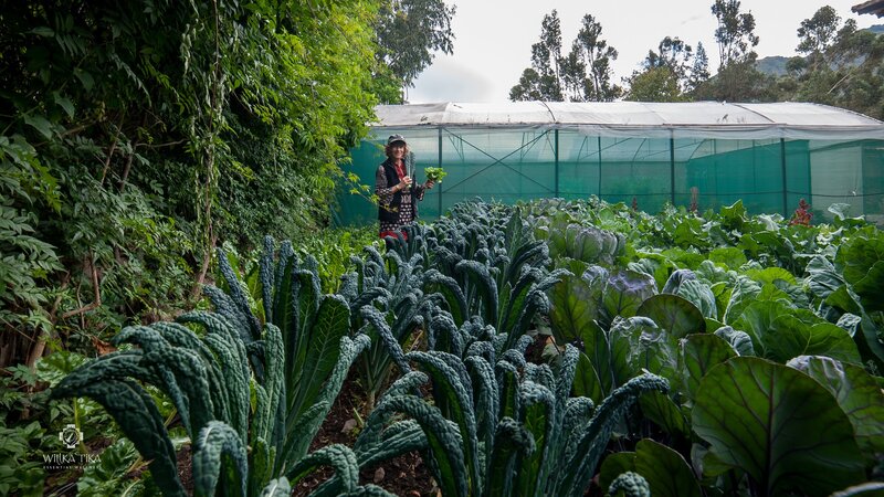 Vegetable Greenhouse & Gardens 