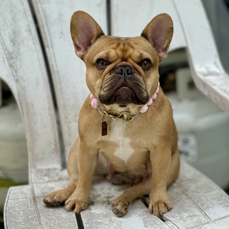Reach out to LMN Bulldogs to inquire about upcoming puppies