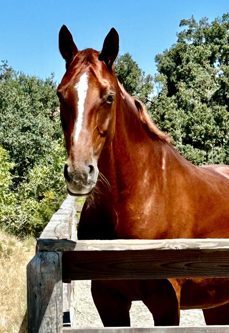 A beautiful blonde quarter horse that is for sale lays in a sand turn-out, she looking at the camera