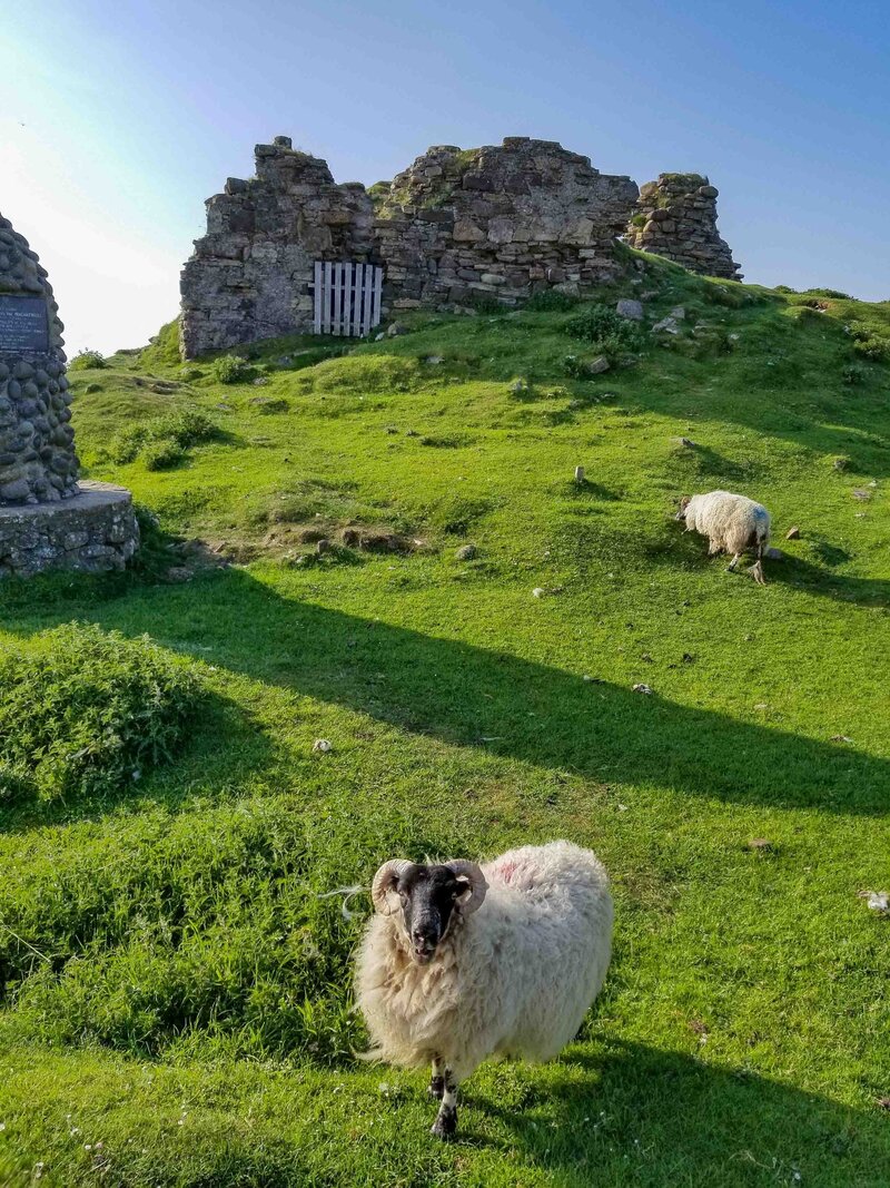 A wooly sheep with curved horns standing in a green pasture in front of a ruined castle on the Isle of Skye, Scotland ©Stephanie Dosch | theViatrix Custom Scotland Travel Planning