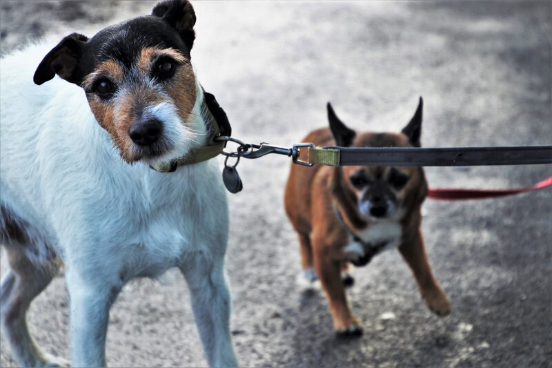 dogs-4868273
