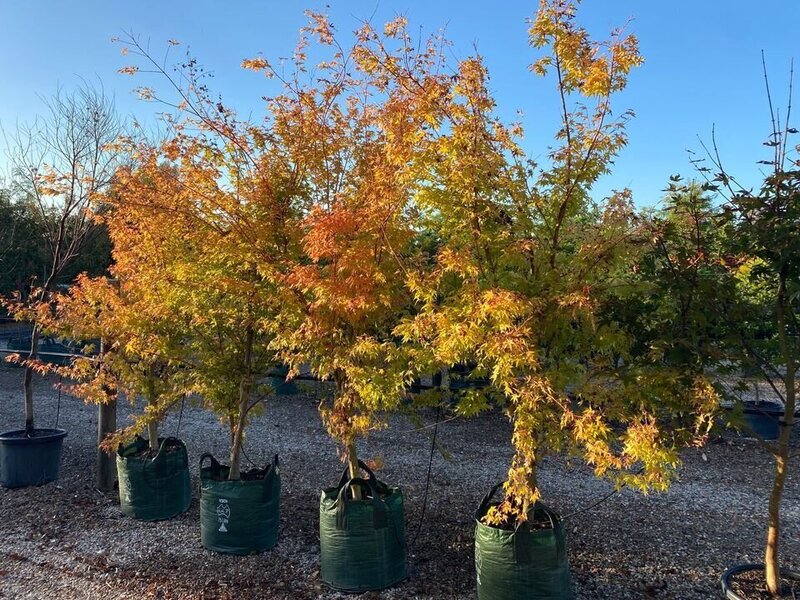 Go Green Nurseries Mature ACER PALMATUM 'SANGO-KAKU - Coral Bark Maple