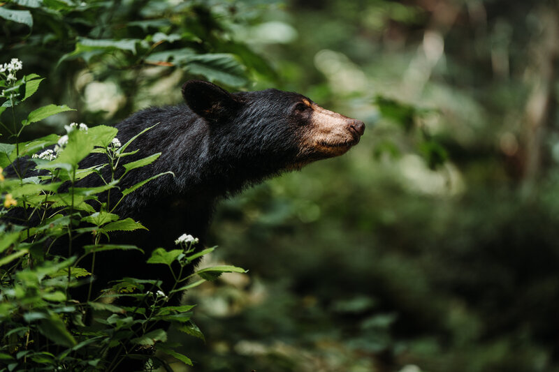 Black-Bear-2