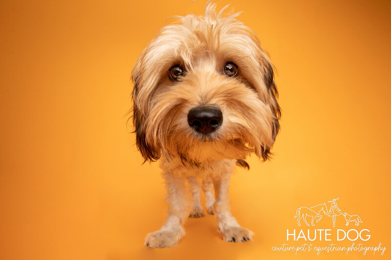 Wide angle view of doodle on a yellow background at Haute Dog Pet Photography studio.
