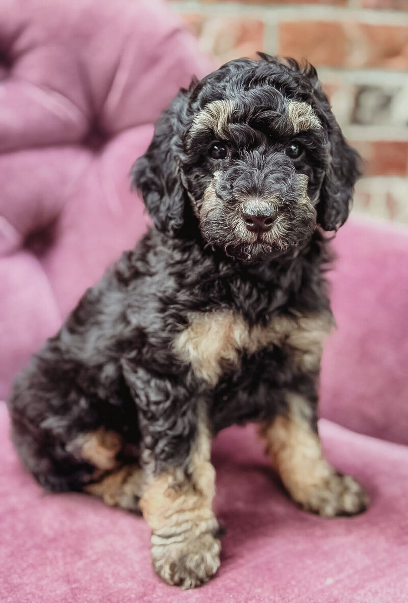 Salish Sea Miniature Poodles--144