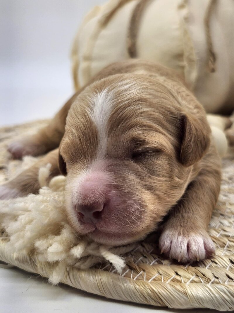 1b42f9c4-5dc9-41fc-8106-6d62fb2d80bd