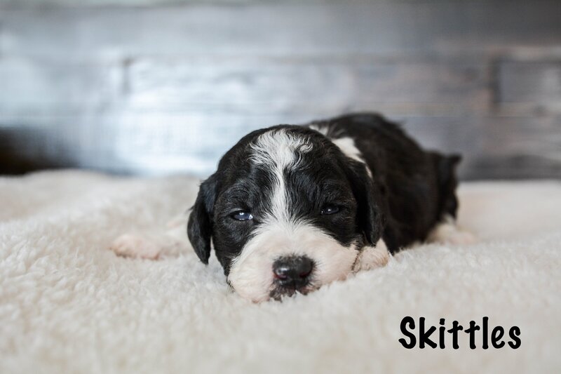 Available Mini and micro Sheepadoodle Puppies