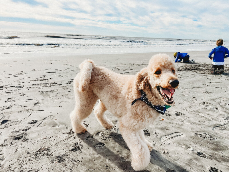 Incorporating pets into Newborn Photos in Charleston, SC.