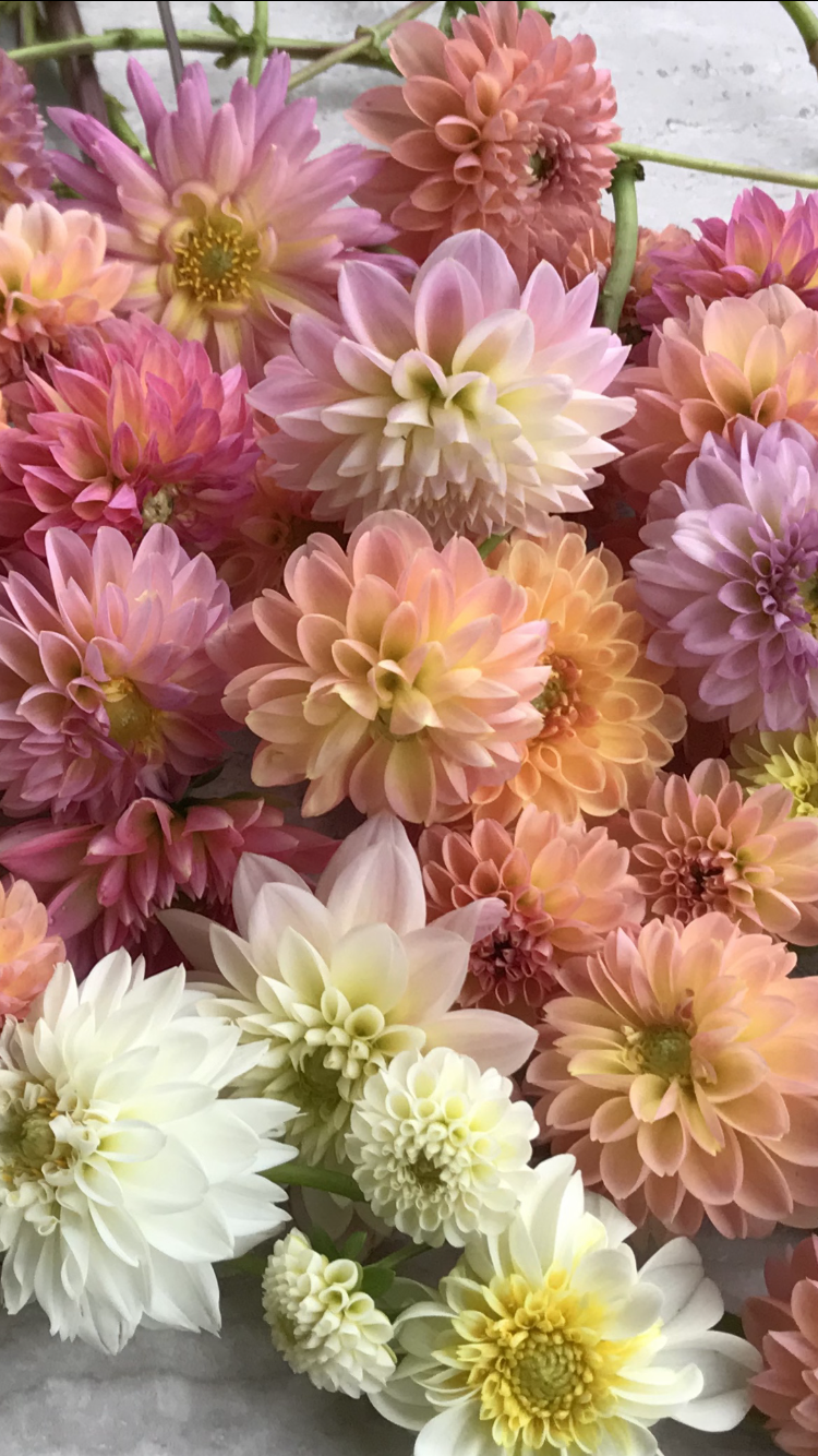 A flower shop and garden located in the heart of East Memphis.